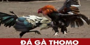 đá gà thomo