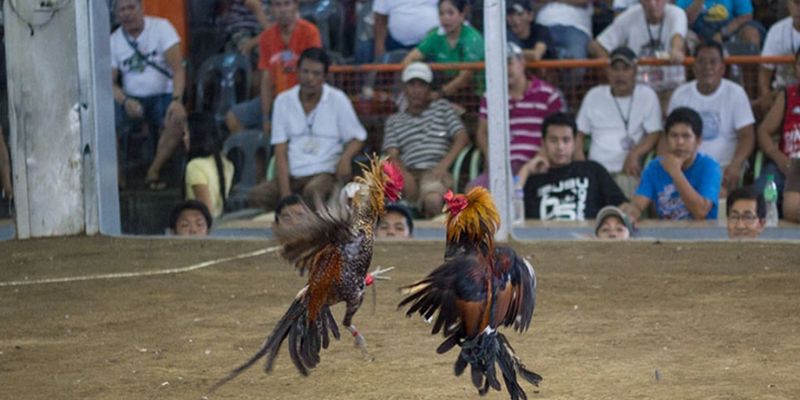 kèo cược đá gà cựa dao