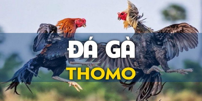 Khám phá hoạt động đá gà Thomo